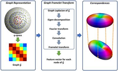 Angular Upsampling in Infant Diffusion MRI Using Neighborhood Matching in x-q Space